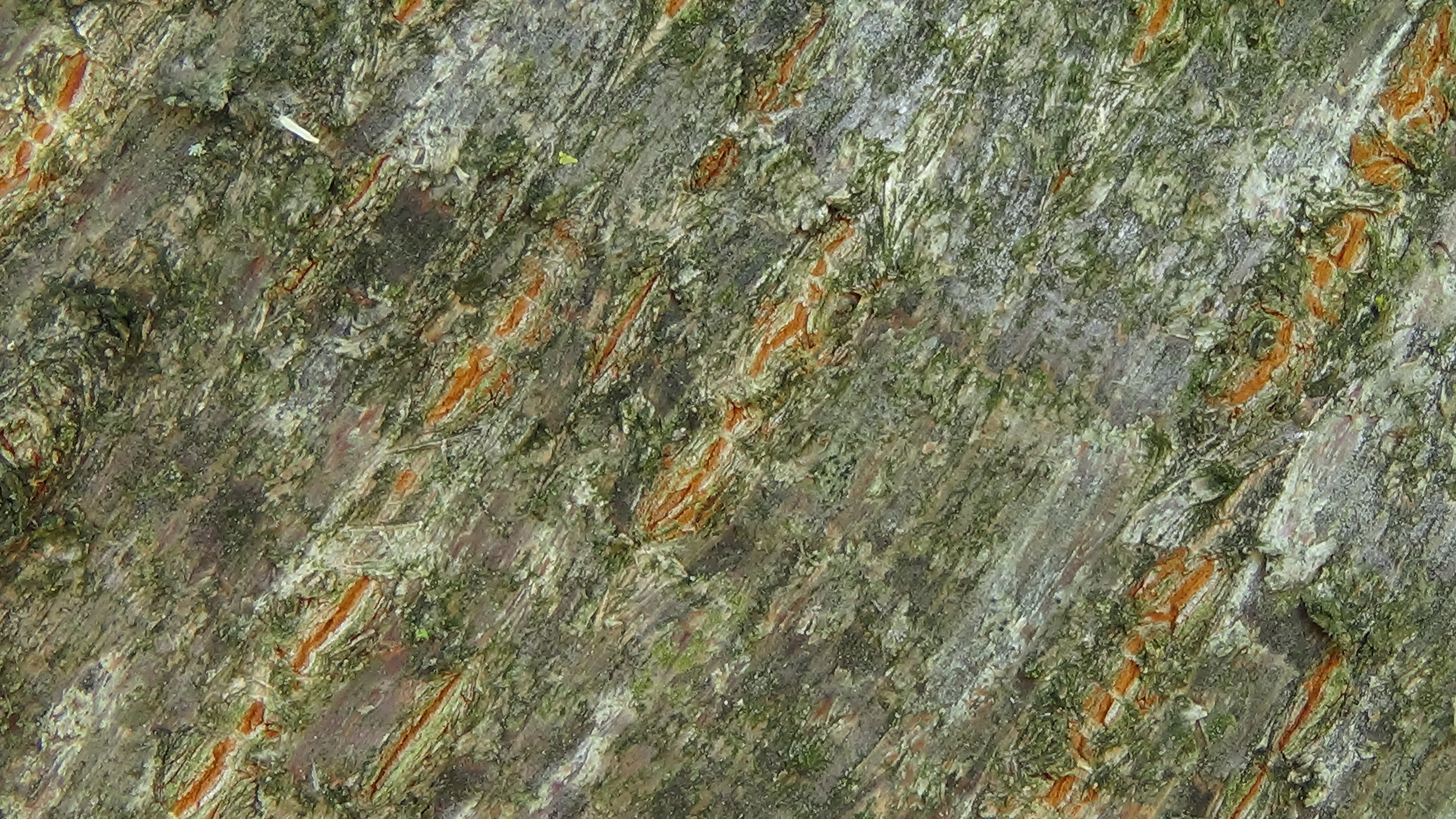 closeup shoot of green and brown surface
