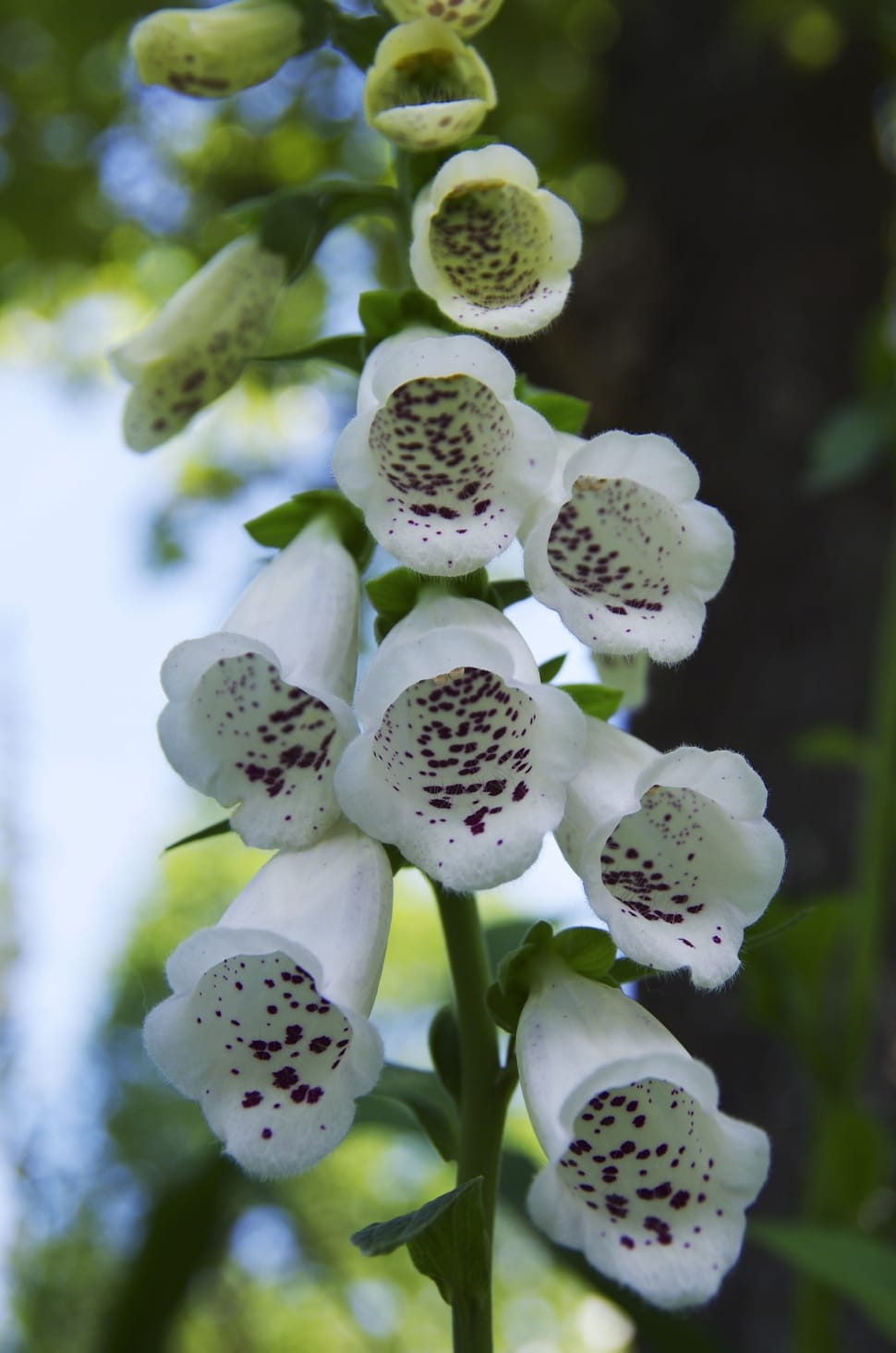 white and purple foxgloves preview
