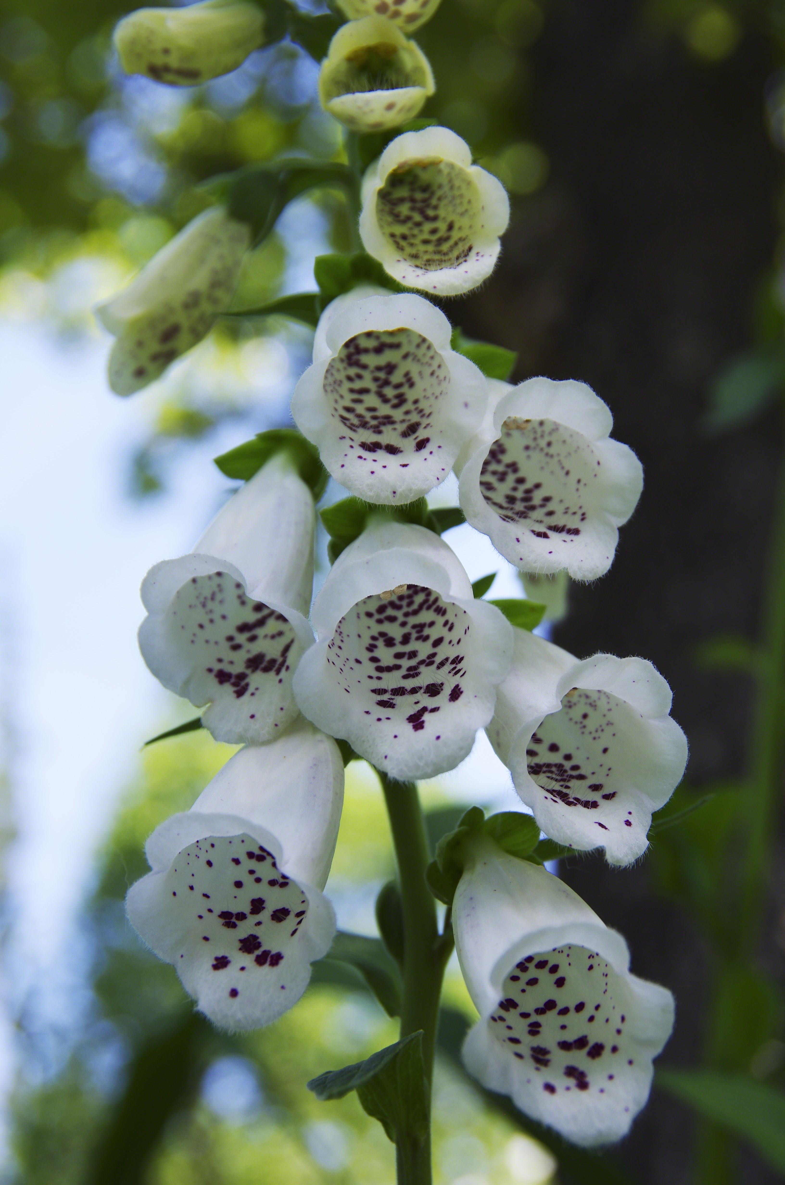 white and purple foxgloves