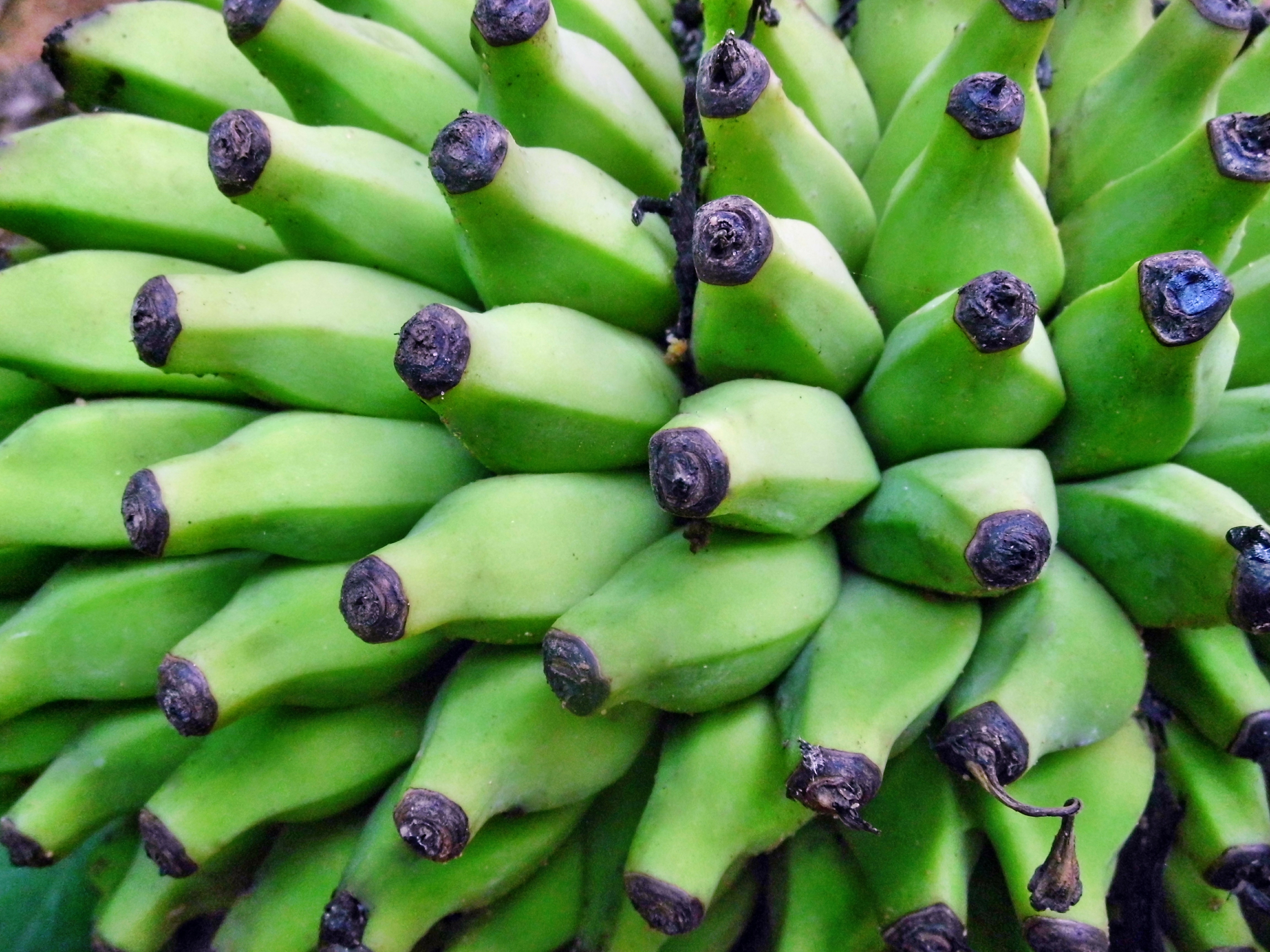 Банан это трава фрукт овощ или ягода. Фрукт похожий на банан. Банан это ягода. Фрукты банан. Овощ похожий на банан.