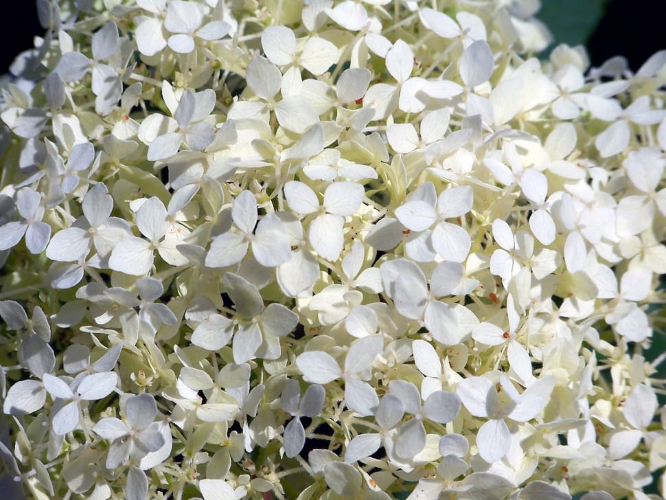 white cluster flower preview