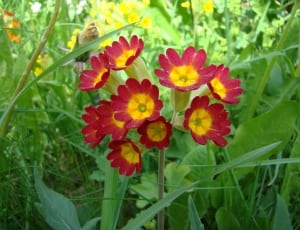 yellow and red petaled flowers thumbnail