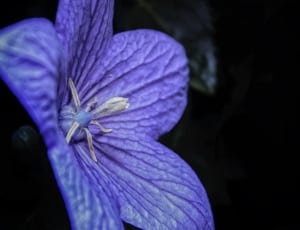 purple flower outdoor plant thumbnail
