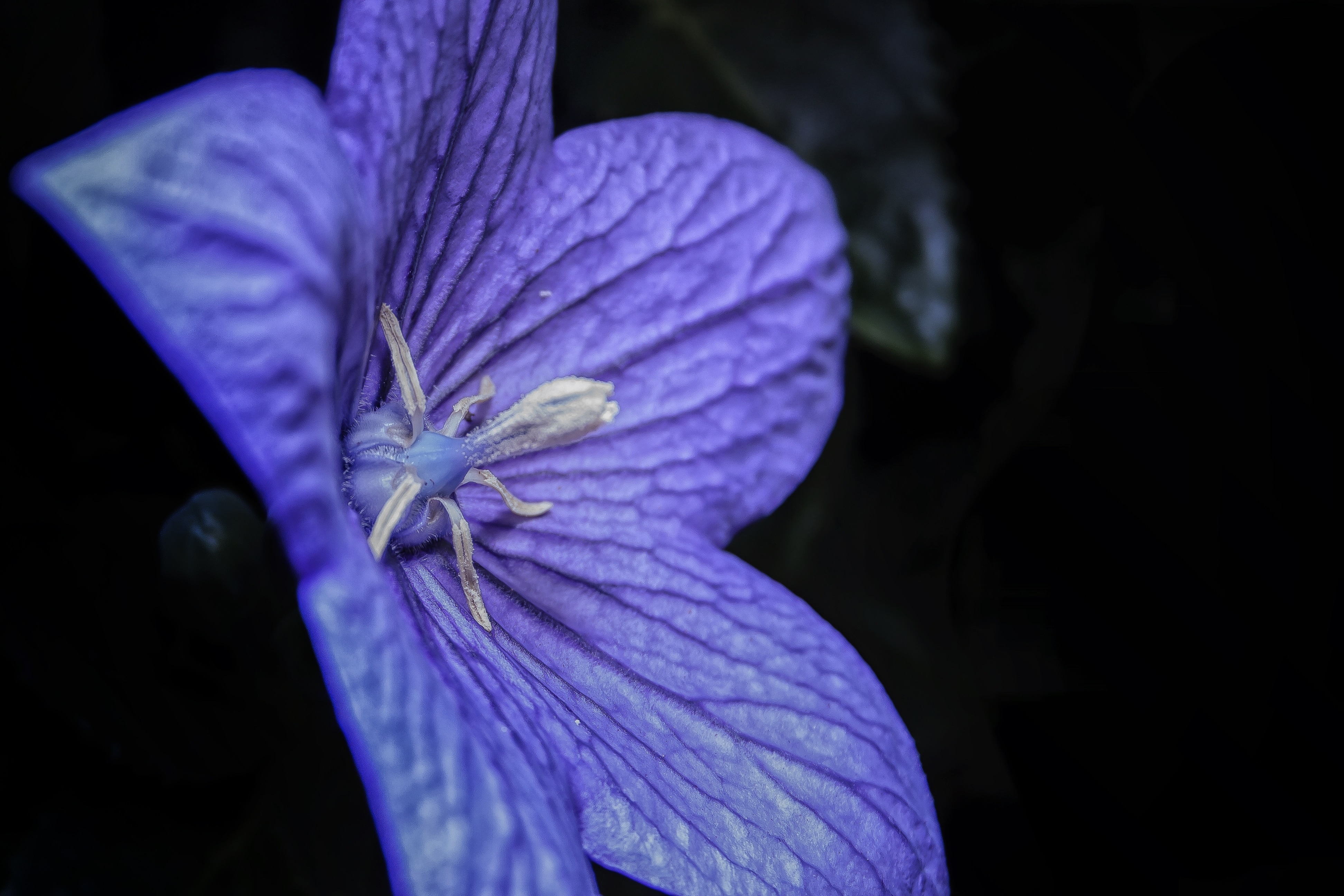 purple flower outdoor plant