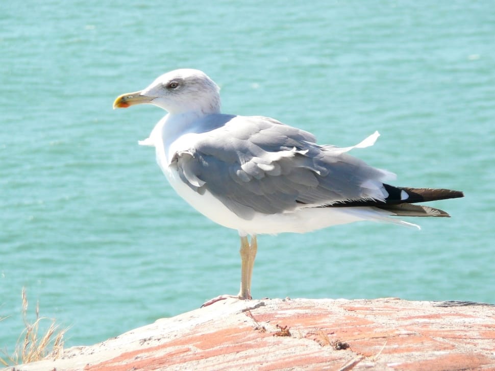 close up photo of gray and white seagull bird preview