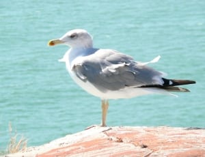 close up photo of gray and white seagull bird thumbnail