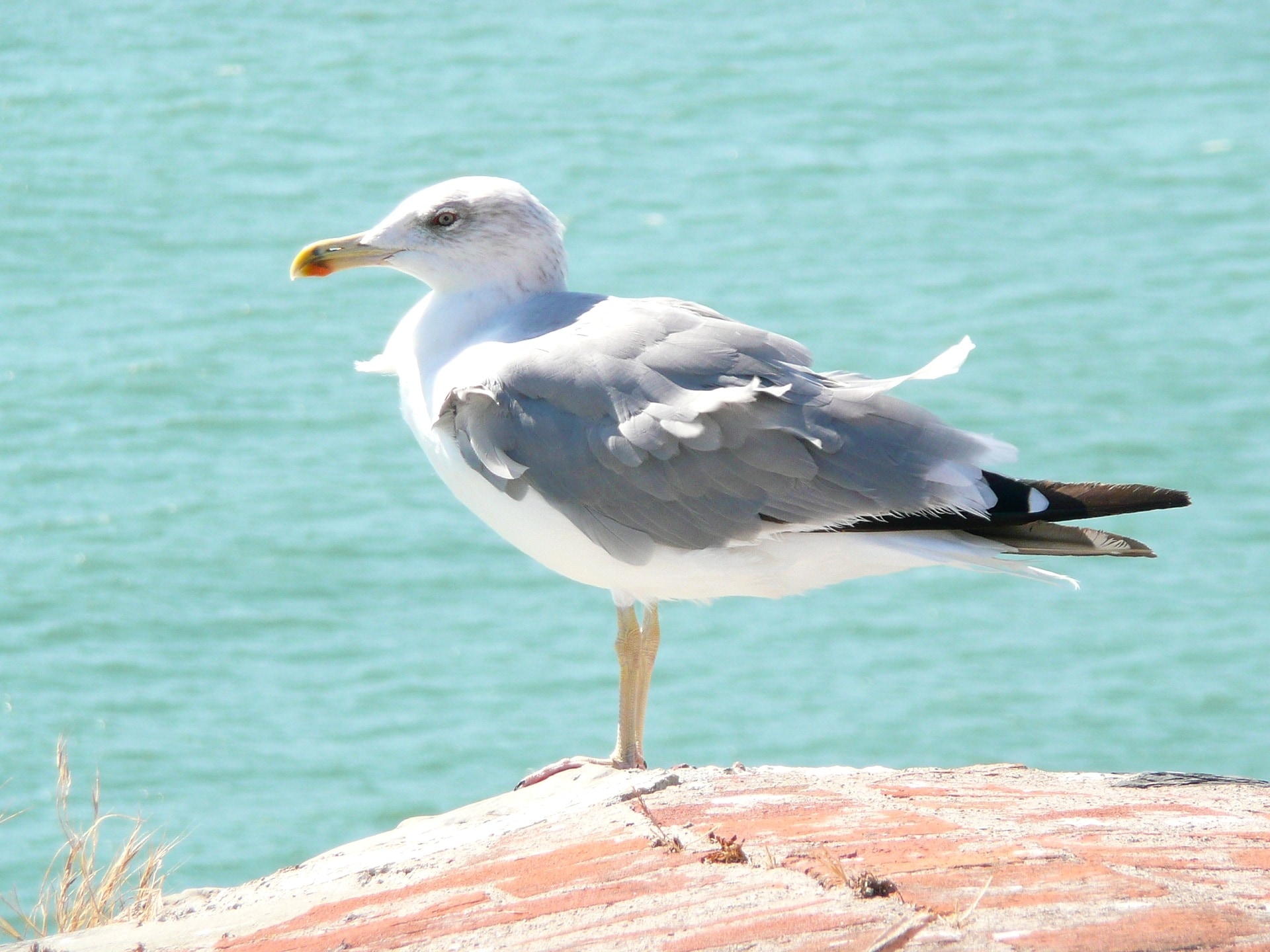close up photo of gray and white seagull bird