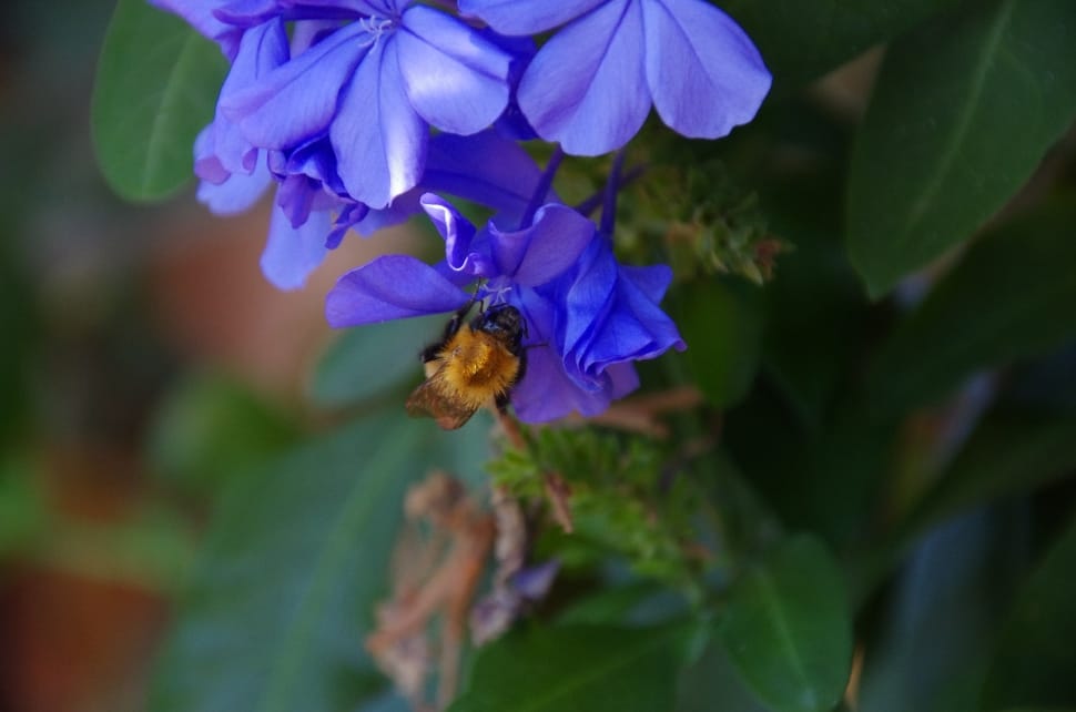 purple flower with bee flying around it preview