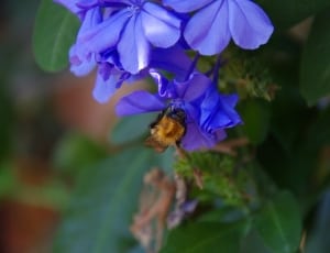 purple flower with bee flying around it thumbnail