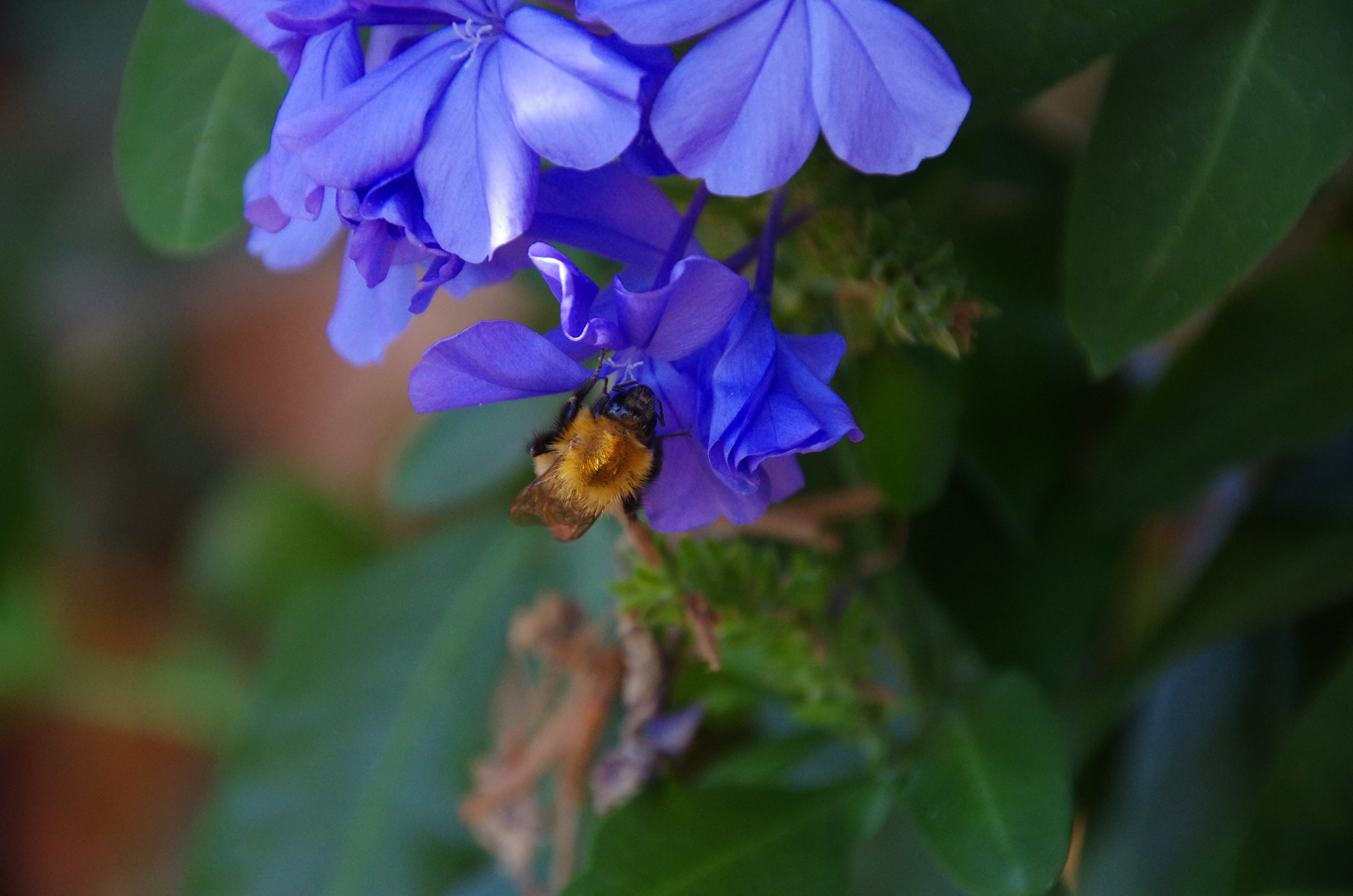 purple flower with bee flying around it