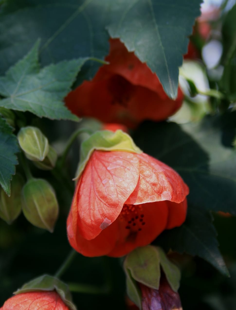 red flowering maple preview