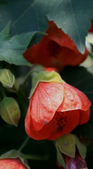 red flowering maple thumbnail
