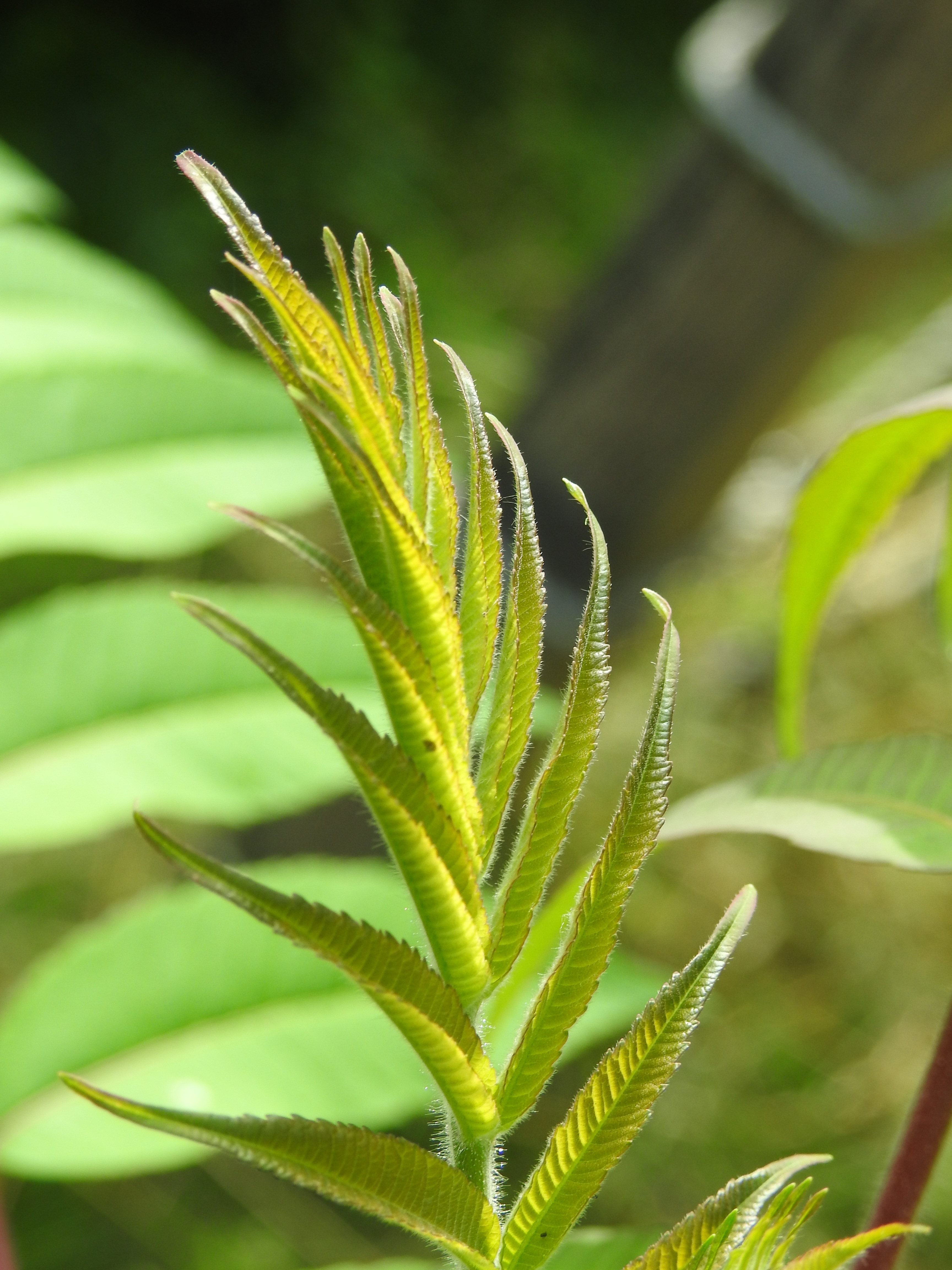 green fern