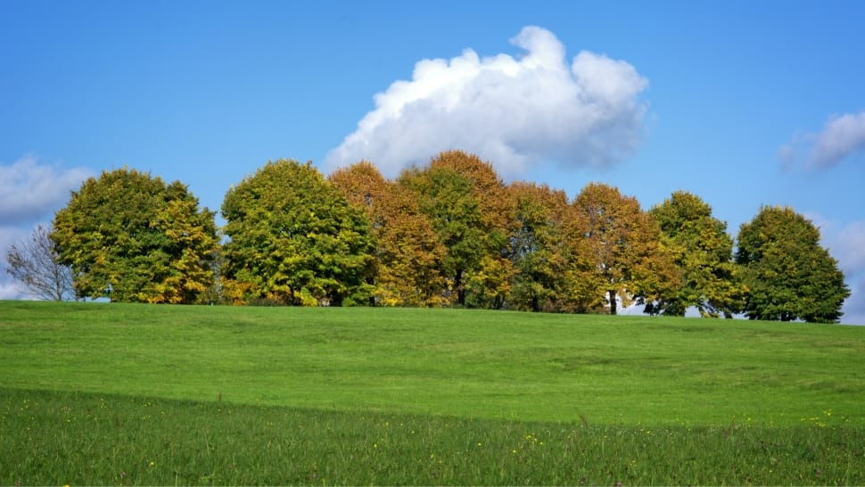 green field preview
