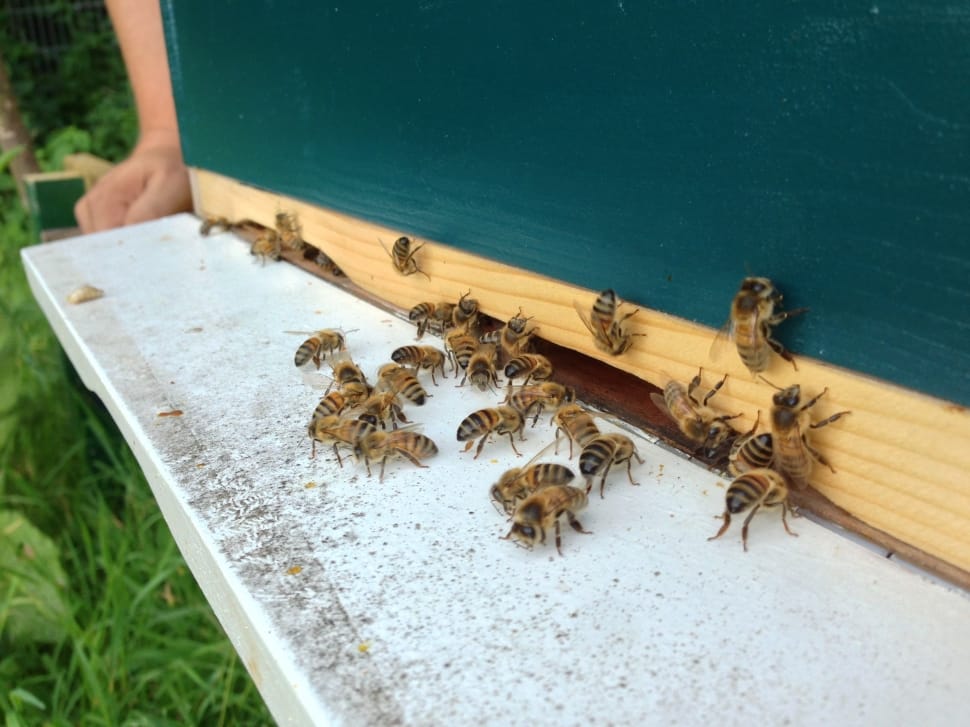 honeybee swarm preview