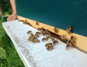 honeybee swarm thumbnail
