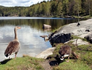 2 brown and white goose thumbnail