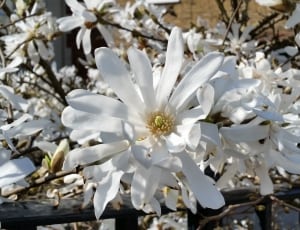 close photo of white petal flower thumbnail
