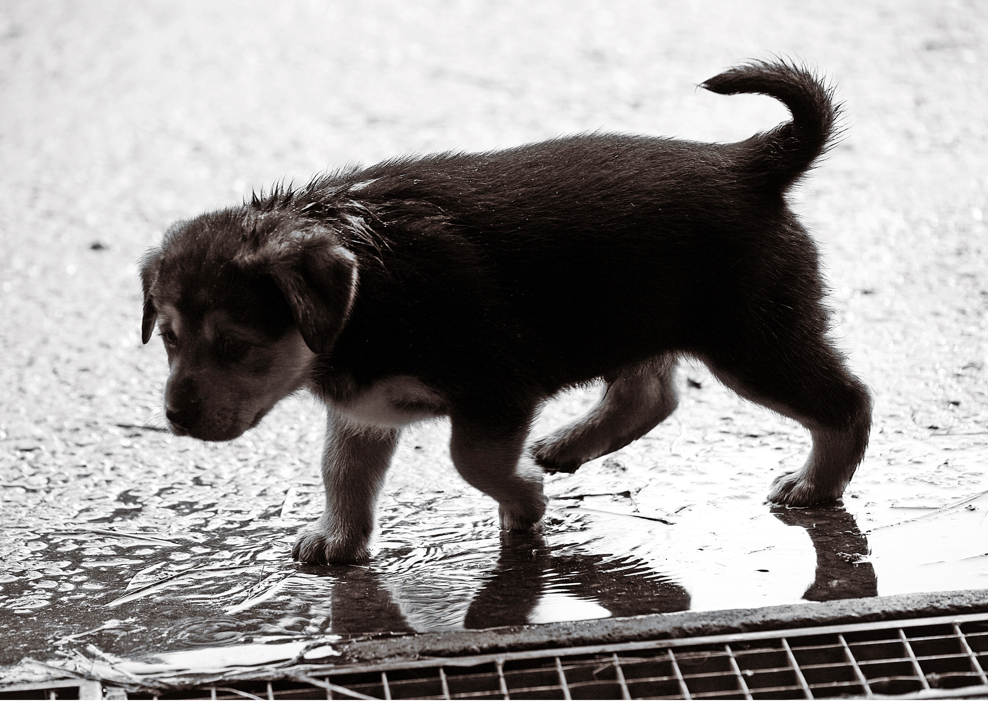 black and tan short coat puppy