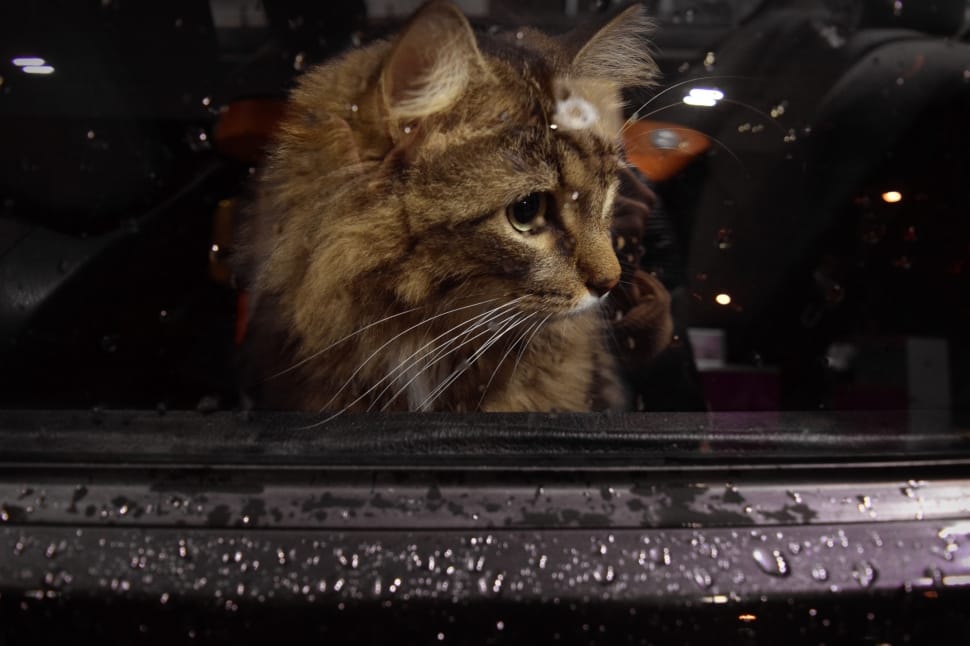 brown maine coon cat preview