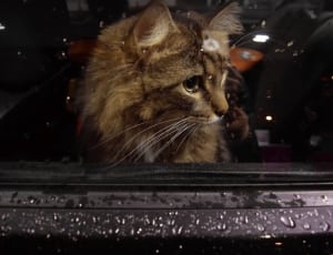 brown maine coon cat thumbnail