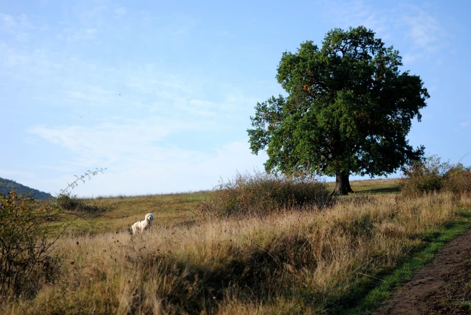 white dog on grass field near tree preview