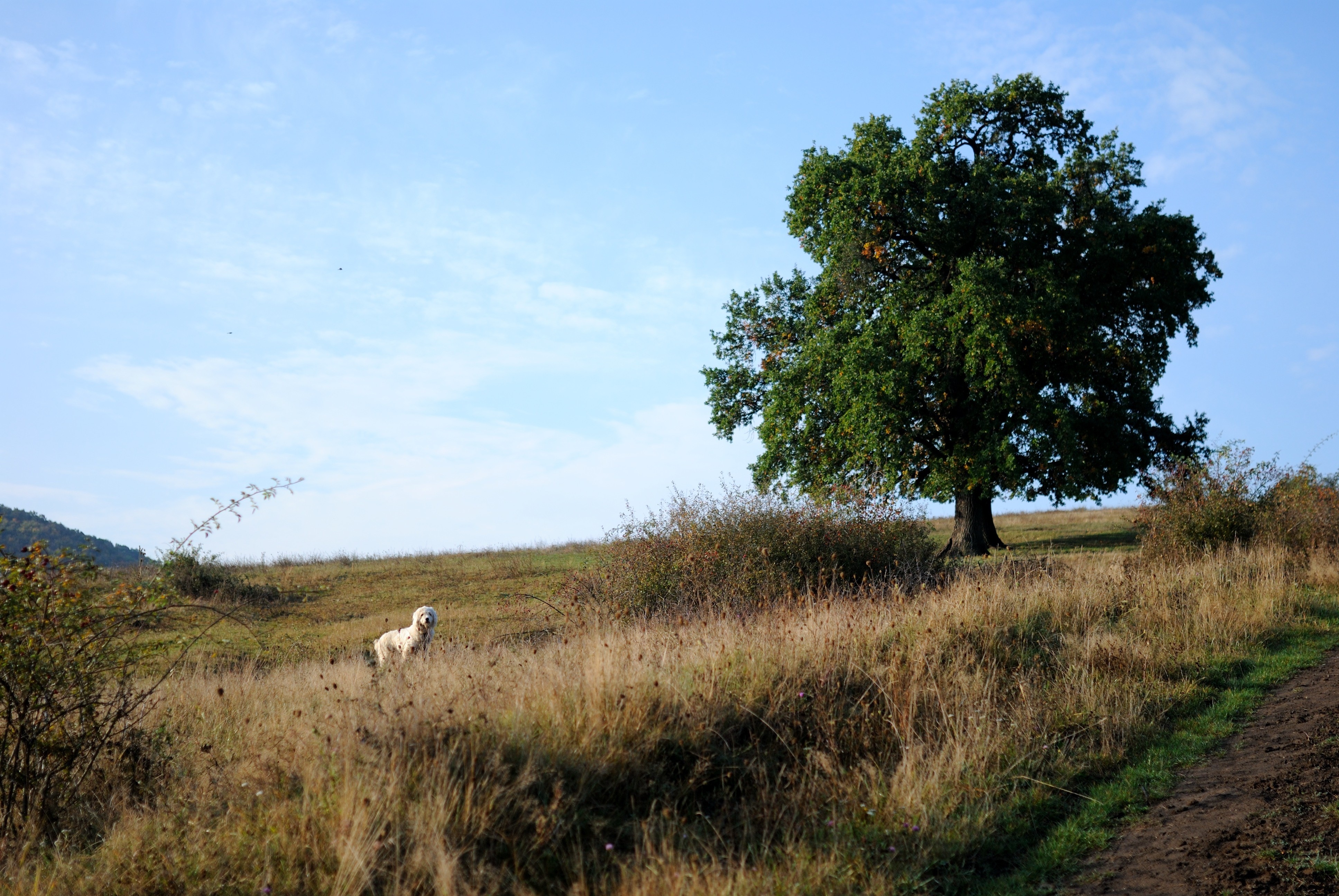 white dog on grass field near tree