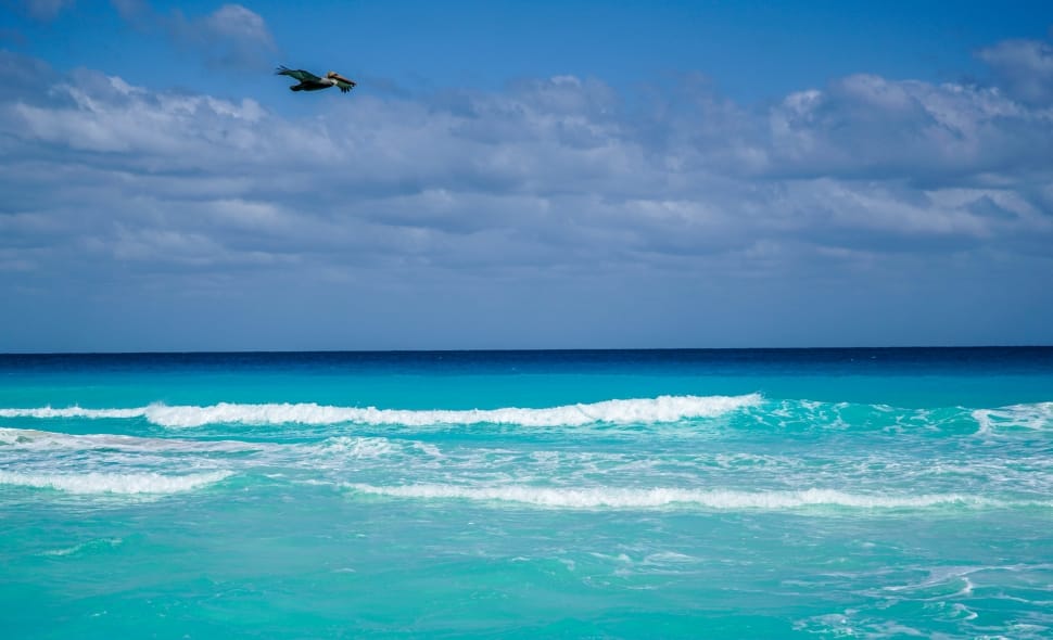 black bird flying over ocean waves during daytime preview