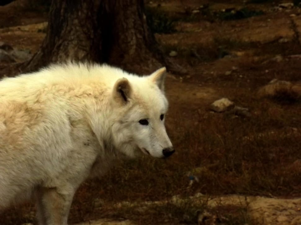 white wolf preview