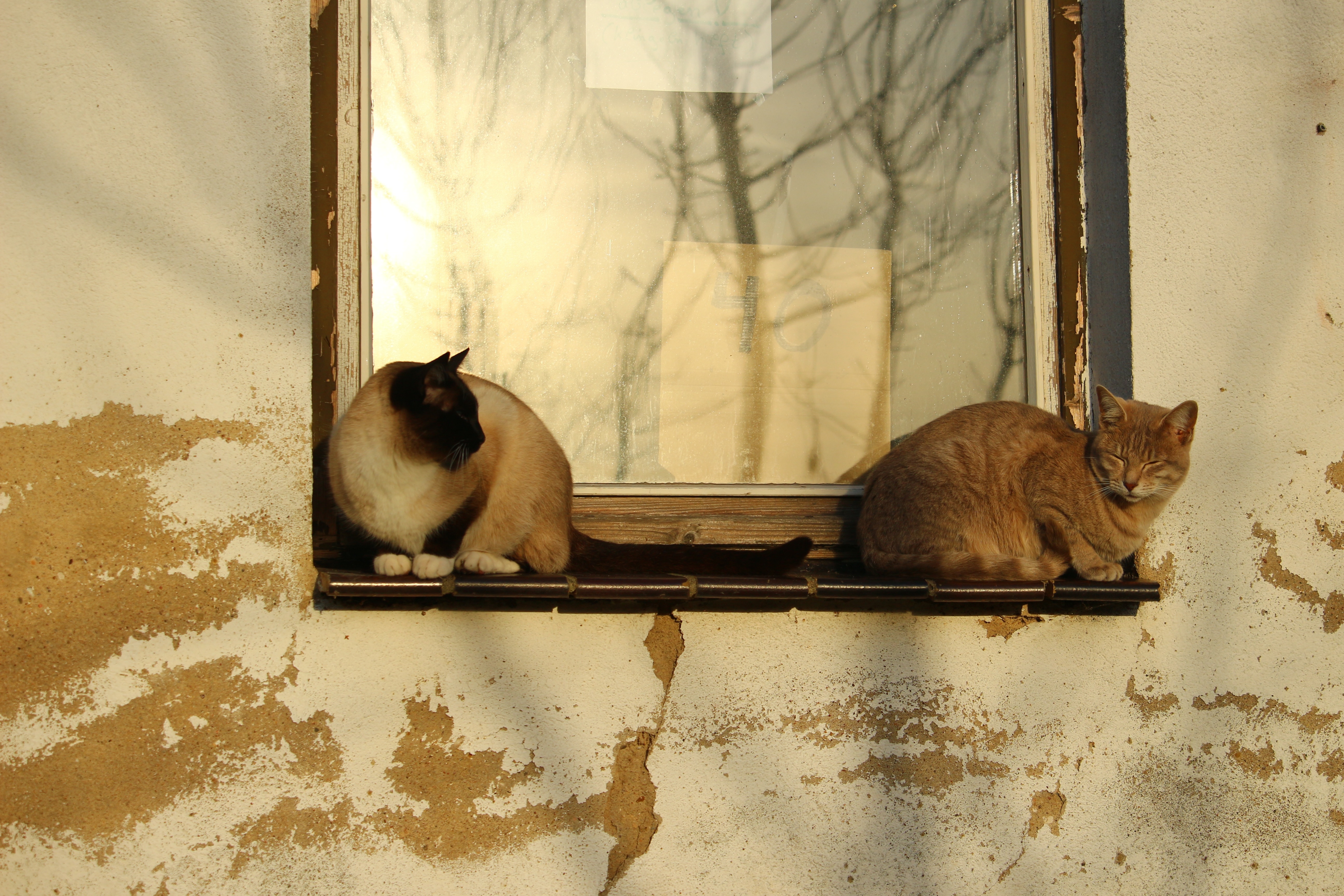 siamese cat and orange tabby cat