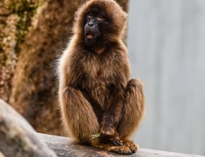 brown primate thumbnail