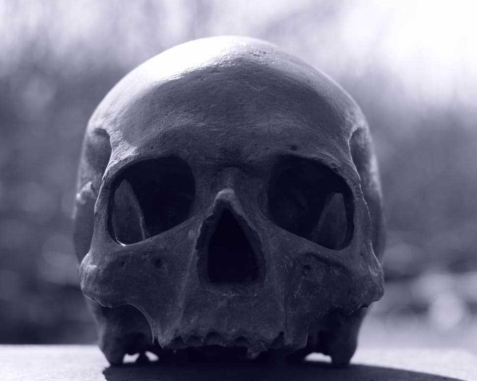 grayscale photography of skull preview