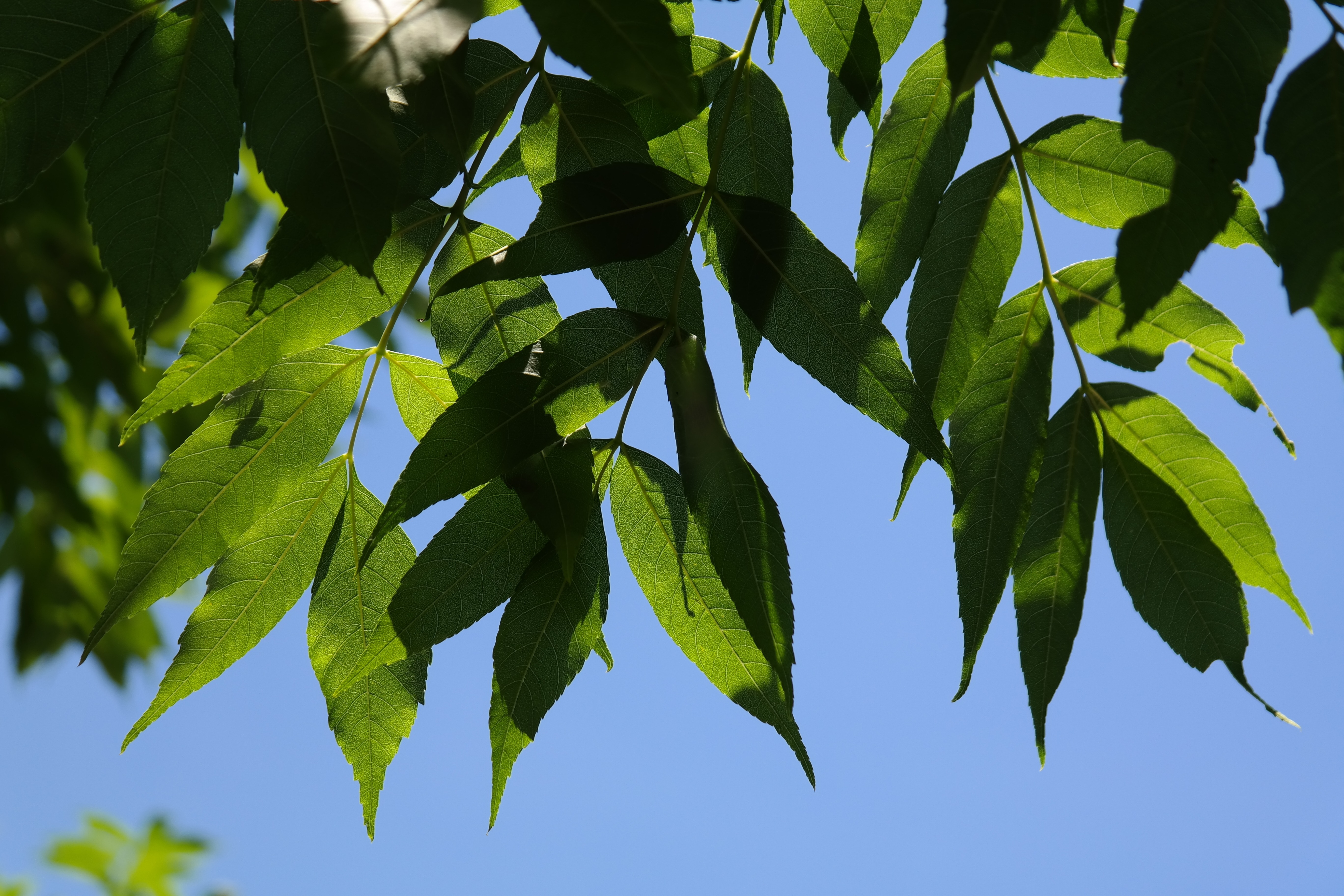 Листья ясеня. Fraxinus Excelsior лист. Ясень ланцетный листья. Ясень обыкновенный лист дерево. Лиственные деревья ясень.