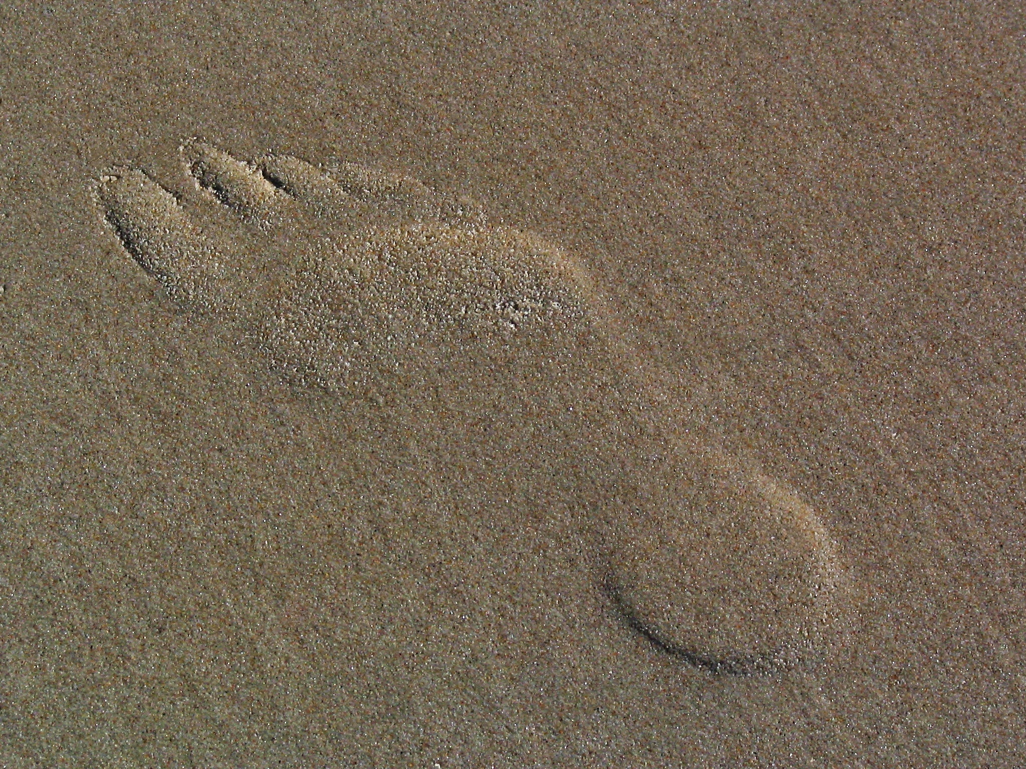 footprints in the sand illustration