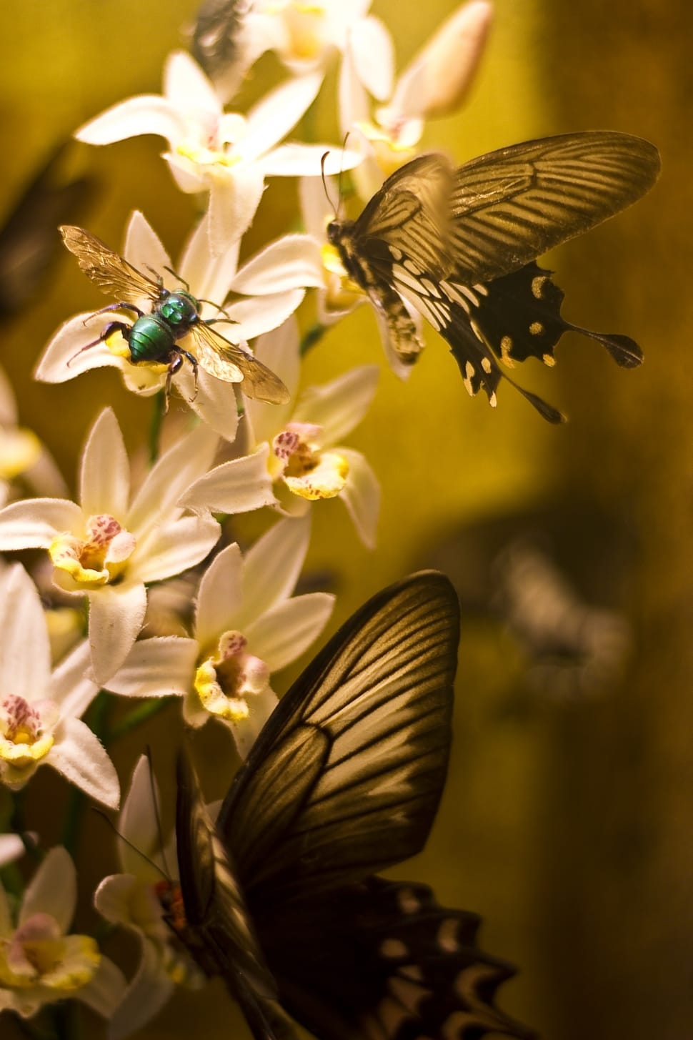 brown and black swallowtail butterfly and sweat bee preview