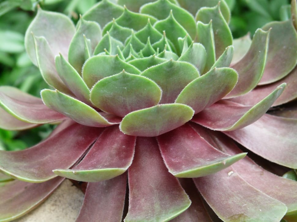 green and brown succulent plant preview