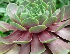 green and brown succulent plant thumbnail