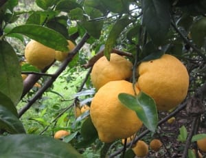 lemon fruit thumbnail