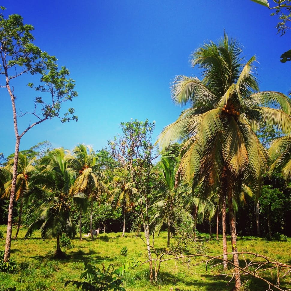 coconut trees preview
