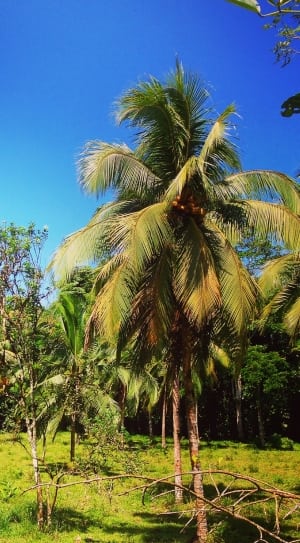 coconut trees thumbnail
