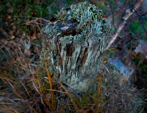 photo tree stump on green grass thumbnail