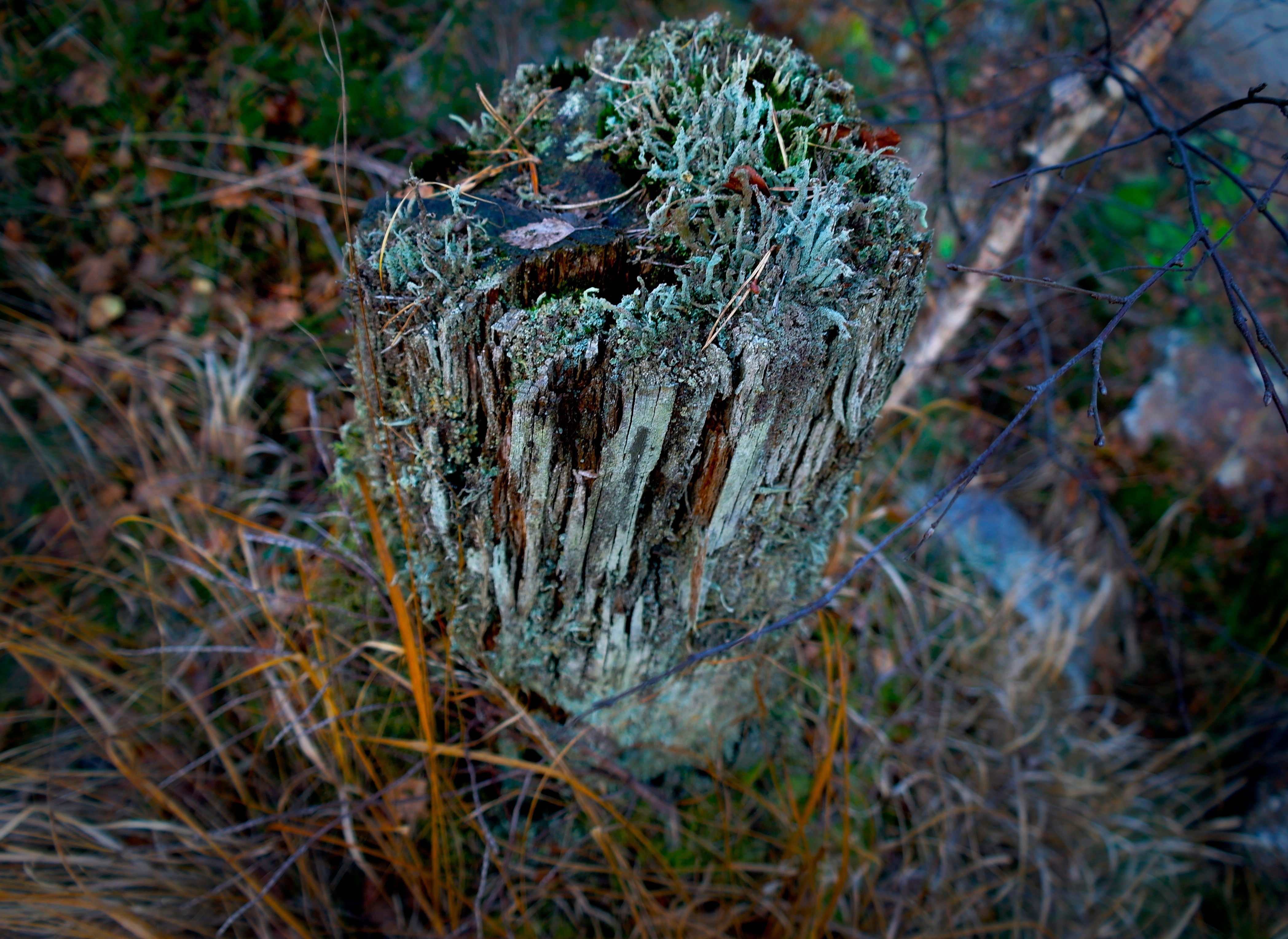 photo tree stump on green grass