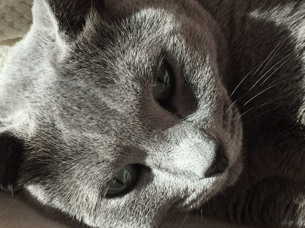 Russian blue cat preview