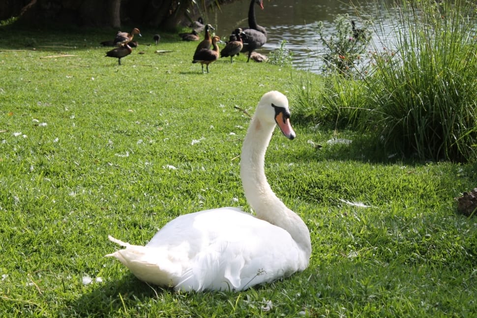 white swan on grass field near lake preview