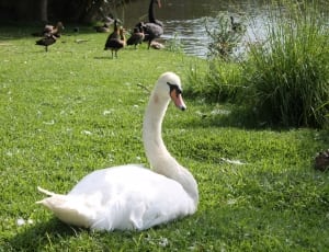 white swan on grass field near lake thumbnail