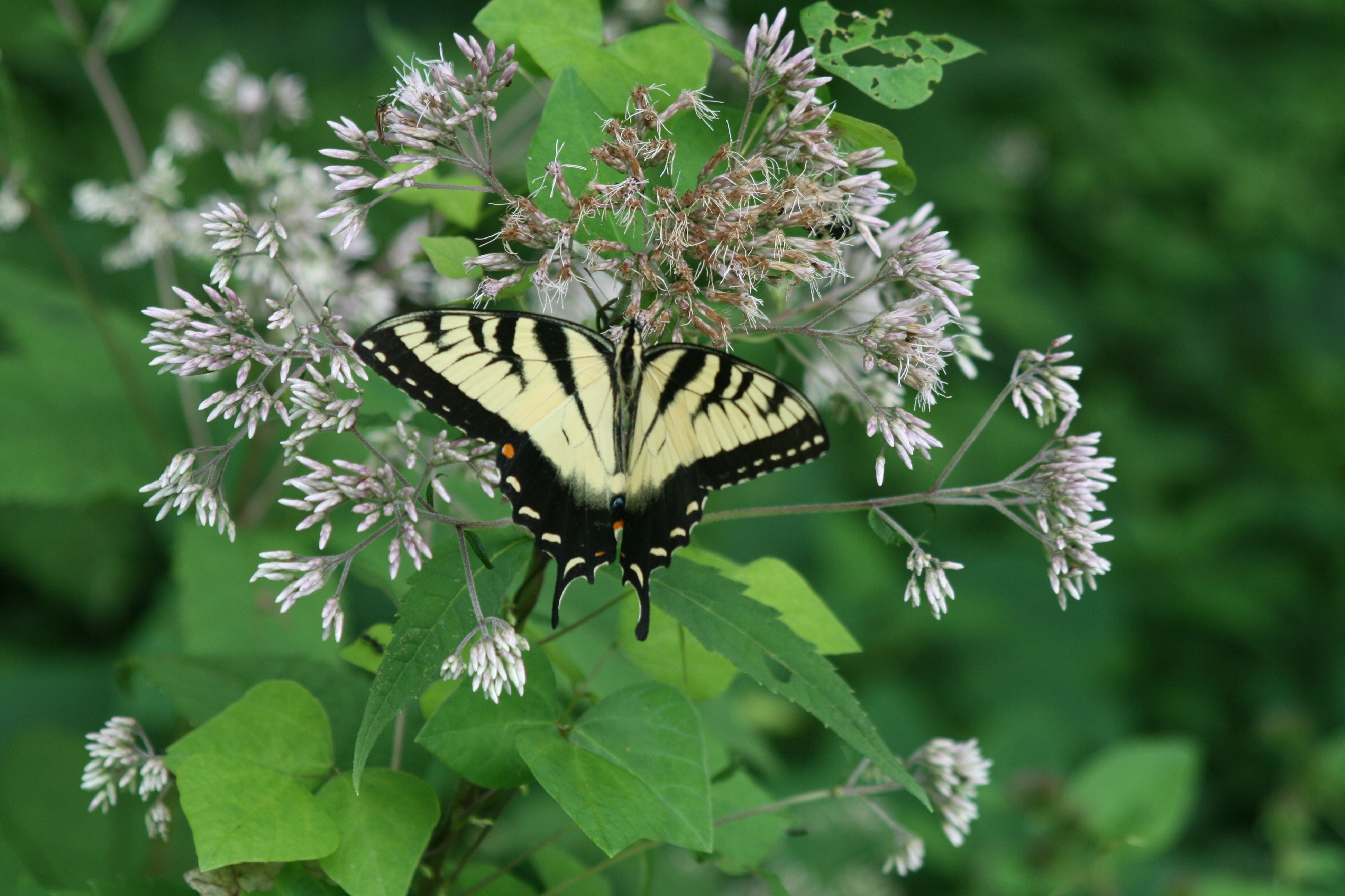 black and white butterfly