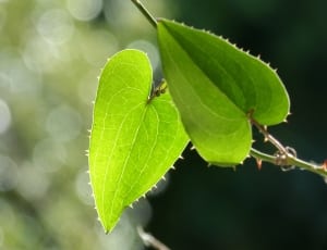 2 green leaves thumbnail