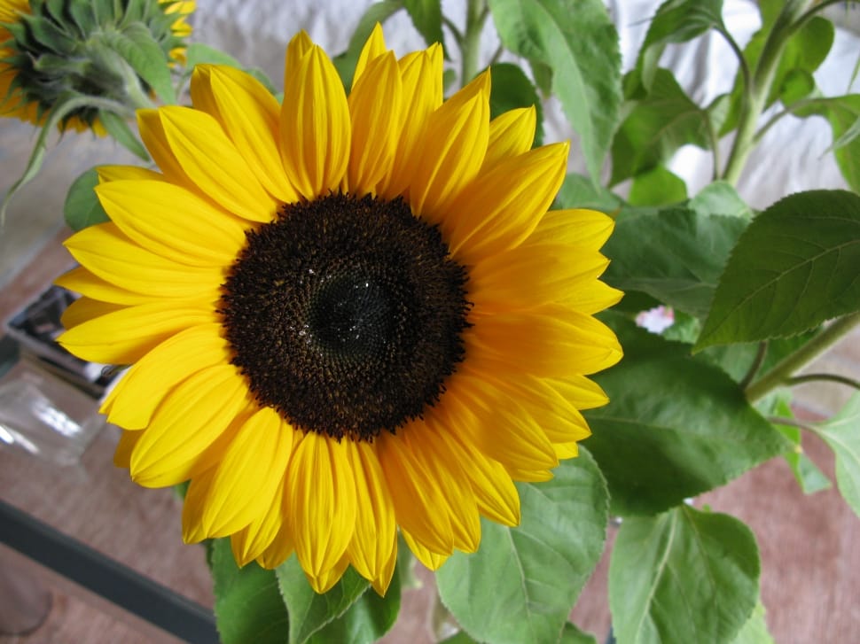 yellow and black sunflower preview