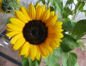 yellow and black sunflower thumbnail