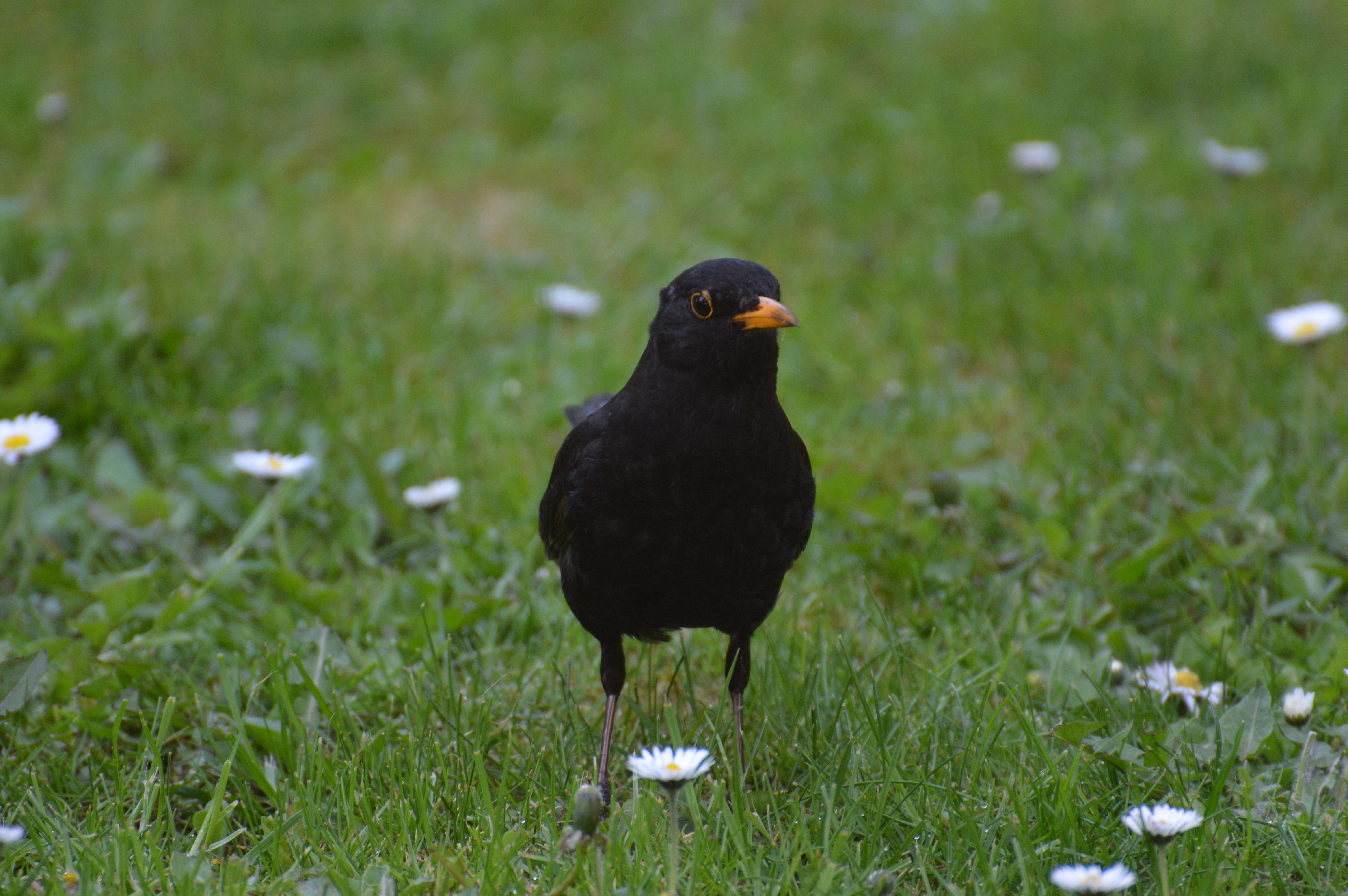 black bird